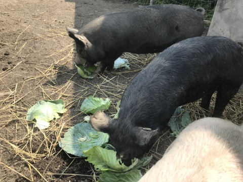 【北海道発】放牧豚肉（ロースまたは肩ロース）＆平飼い鶏の有精卵10個＆季節の有機野菜セット【期間・数量限定品】【予約受付中】