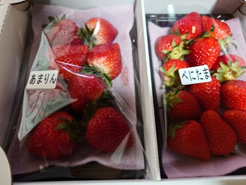 【あまりん・べにたま】食べ比べ２パック(500g)🍓