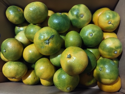 ☆今が旬☆極早生みかん5キロ【良品・サイズ2S〜L】