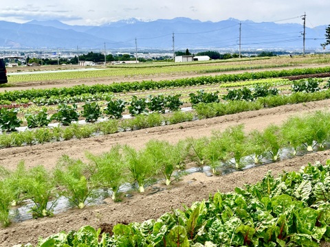 (60) [信州産]元気いっぱい！夏野菜の玉手箱！