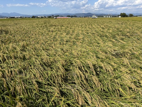 特別栽培  お米「いのちの壱」 令和7年産 10kg