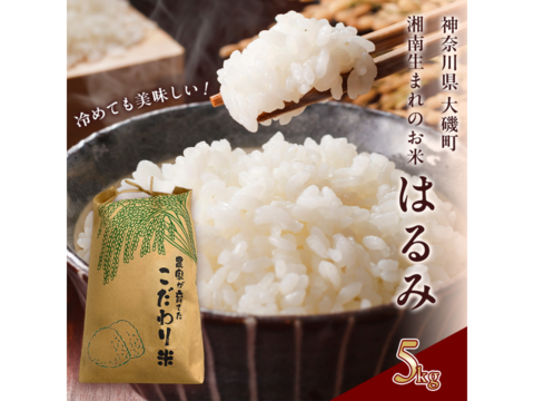 【令和7年新米】旨みがガツン！特A受賞はるみ♫5kg