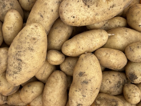 旬の新じゃが！「北海こがね」【農薬・化学肥料・除草剤不使用】（5kg）