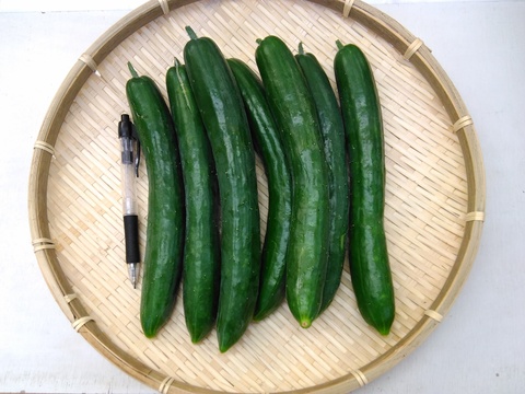 胡瓜 3本セット