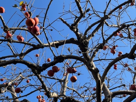 農薬・肥料不使用、自然栽培の甘柿。約１．５キロ。（１２個前後）