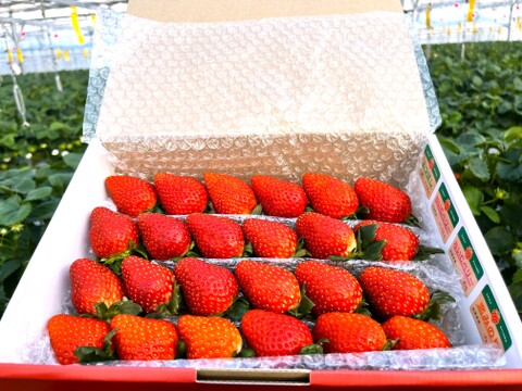 【赤い贅沢いちご】お家でいちご食べ比べ♪800g　佐賀県基山町産