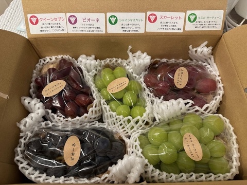 【ご家庭用4～6房】ぶどう食べ比べセット（品種おまかせ／約1.8kg）