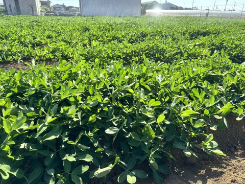 千葉県産 ジャンボ落花生！おおまさり 1キロ