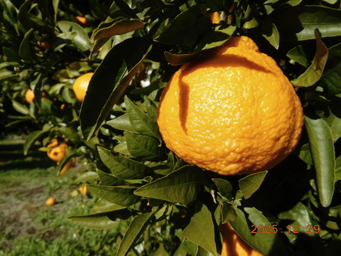 秀品🍊贈答に！
"不知火（伊豆デコ）" &"はるか"の　初春のうれしい食べ比べセット！ 　　　2.0㎏