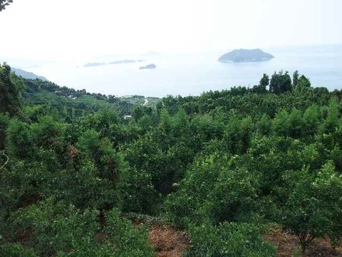 とにかく甘い！ひめまる石地みかん（ご家庭用・5Kg）