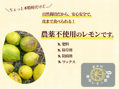【皮まで食べれる！】完熟レモン(クックユーレカ) 5kg箱詰 -農薬不使用・無肥料・無除草剤-