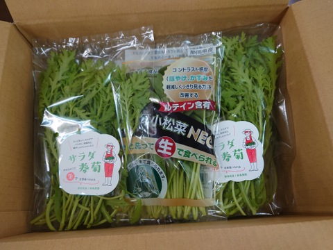 【★生で食べるサラダ野菜★2種類セット★】　サラダ小松菜NEO（機能性表示食品）・サラダ春菊をセットにしました！！