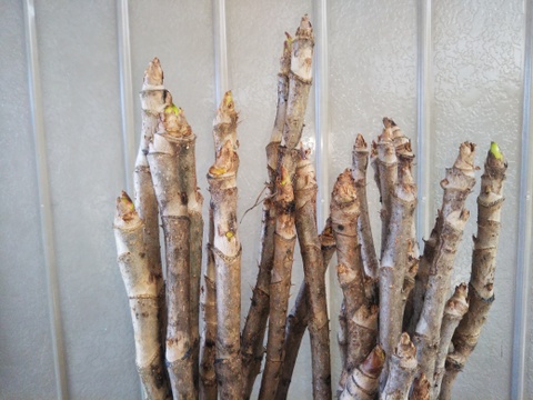 ちゃこくるみさん専用サイト
オリジナル　「竹花瓶付き」　『激レア』　タラの芽の原木を２セット
今年も刈取りが始まりました。春を一足先に告げる南国の木の芽です。
栽培マニュアルもお付けします。