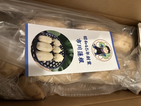 リクエスト殺到につき再販決定！！！！！
満天☆青空レストラン　じゅん散歩　茨城県土浦市ブランド認定品『市川蓮根』【２キロ】