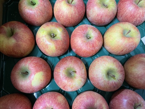 「家庭用」葉取らずふじりんご🍎5キロ箱23個入りです。