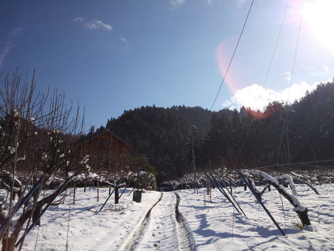 鳥取産・希少種「新雪梨5㎏(8～12玉入り)」