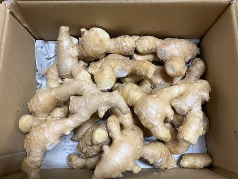 高知県 ごんげん畑の囲い生姜1キロ：高知県産のその他薬味・スパイス