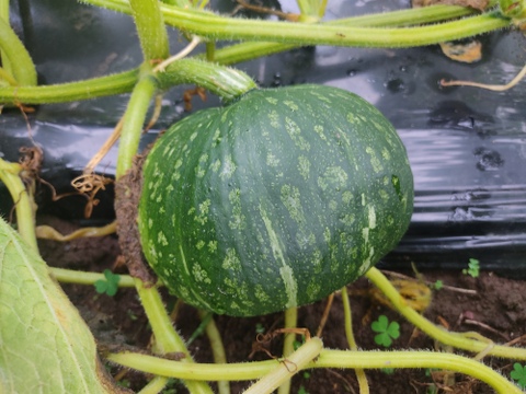 🎃たっぷり大容量！ほくほく甘く濃厚！太陽の恵みで育った「えびすカボチャ」約7～8kg（5〜7玉）｜煮物・天ぷら・スープにも｜農薬・化成肥料不使用🎃