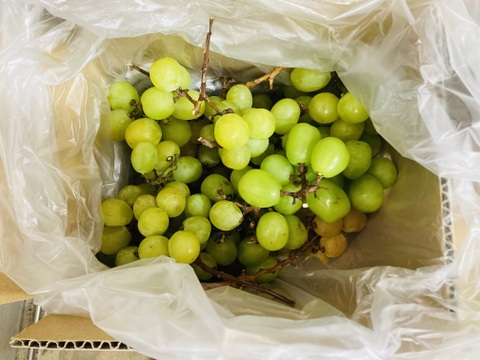【食品ロス削減‼️超訳あり品】加工用シャインマスカット（約1㎏）