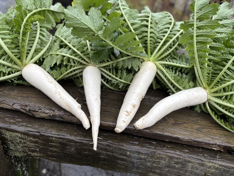 葉っぱまでおいしい！京の伝統野菜” 佐波賀 大根  (さばか だいこん) „【約2.5～3Kg】