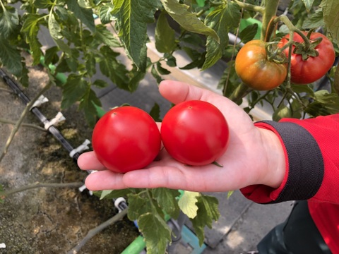 かわいいサイズのトマト
