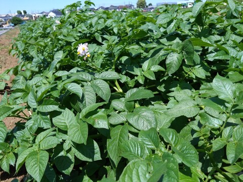 【750時間熟成】知る人ぞ知る蔵元の隠れた優品💡400年蔵出しポテト🥔寛永鶴見ブランドじゃがいも【大容量パッケージ約２キロ】