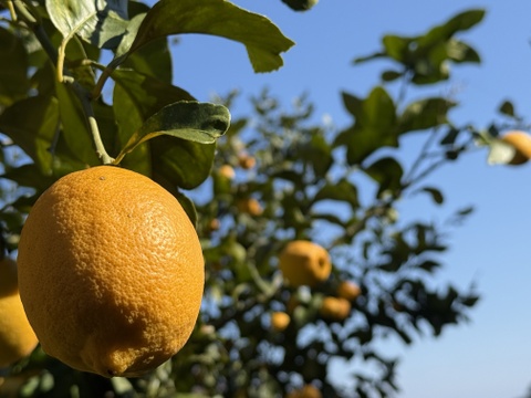 〔秀・優〕完熟イエロー果汁たっぷり！『ATAMI de LEMON®』5Kg- 爽やか芳醇- 品種お任せ