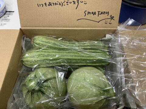 ホクッとジューシー！見た目もかわいいイタリアンズッキーニ詰め合わせ（6-8個）