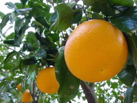 【福袋】和歌山紀州南高梅５種類他詰め合わせセット＋おまけ付き