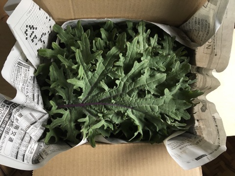●季節限定●注目お野菜！ケールミックス（mixed kale）／化学肥料・農薬不使用／約400g