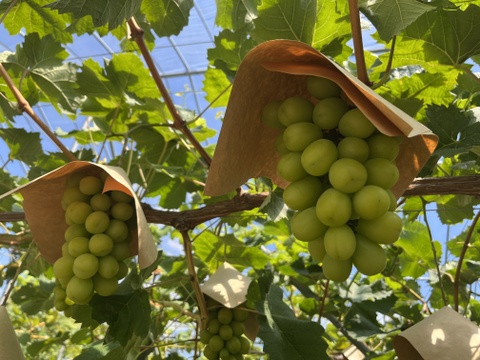 [TUBU] シャインマスカット（500g×2パック）