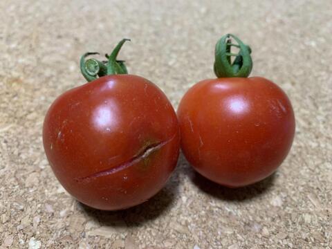 【旨味濃縮】中玉トマト（フルティカ）500g（約15個）