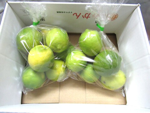 爽やかな香りで果汁たっぷり！ライム　1㎏　静岡県より産地直送