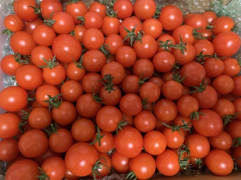 プチプチ食感！から紅のミニトマト