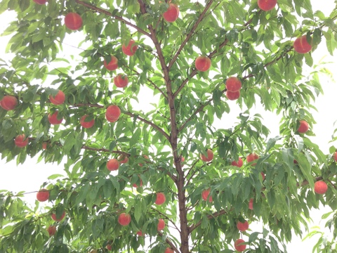 硬くても甘い、お好みの硬さで！あかつき『福島の桃』３kg（８〜１２玉）【贈答用】