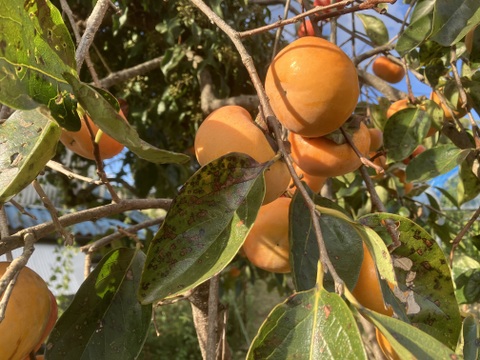 ☆昔ながらの柿(約１５玉前後)☆