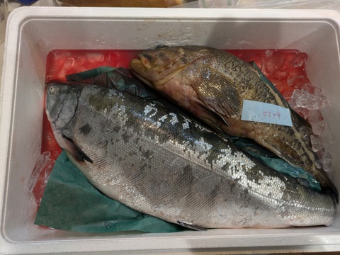 【知床羅臼直送】サクラマス 2kg前後  野締め