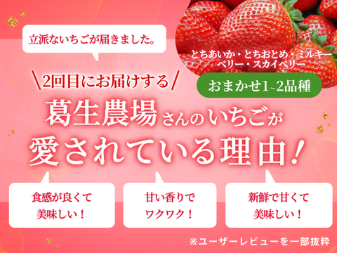 【限定100セット】特選スペシャルいちご便🍓（食べチョク公式）