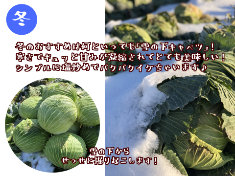 【少量多品目！】野菜ソムリエの新鮮旬野菜セット（７点～）