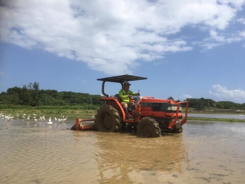 【新米】令和7年産【白米5kg】残留農薬ゼロ！ 石垣島産 美らひかり