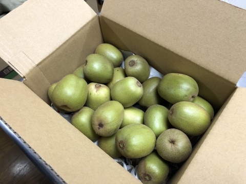 ★2025年度終売いたしました★希少品種のキウイフルーツ🥝『レッドキウイ』【ミックス】サイズ（１kg）※規格外商品