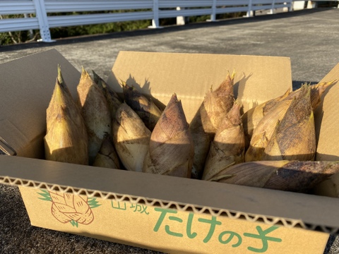 春到来！ご好評いただいてます！
京都山城産たけのこ『やっこのたけのこ』
1.5kg（お弁当サイズ6〜12本）収穫後、即日発送！※  写真はイメージです。