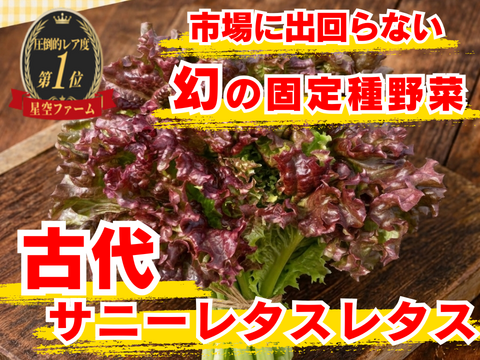 🥬噛む美容水“癒しのサニーレタス”🥬ほぼ水分なのに体がほどける古代の葉☆古代種ブランド葉物野菜【農薬不使用】【化学肥料不使用】【品種改良なしの固定種】お試し約1kg🥬4月下旬予約🥬