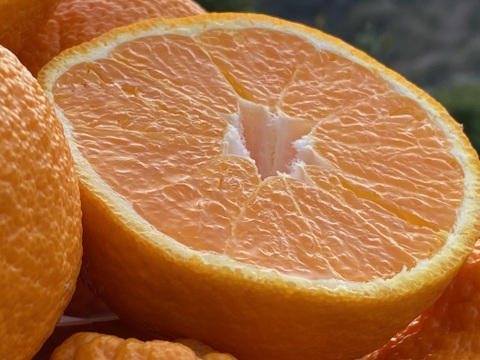 愛媛の不知火☆ご家庭用☆2.5kg