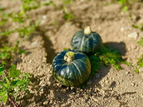 数量限定！わくわくハロウィン カボチャセット