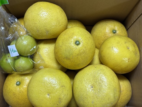 【有機JAS認証】パール柑5kg