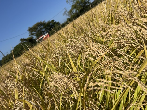 令和7年　宮城県産　新米　だて正夢　10キロ　白米　精米