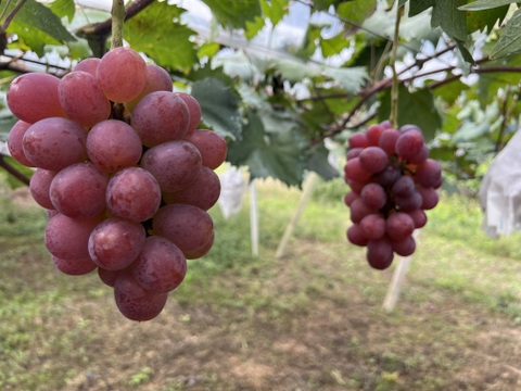 予約販売【甘さ極まる希少品種！】めずらしい冬ぶどう紫苑(２房1kg以上)