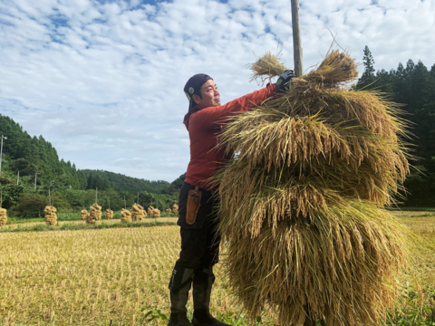 【特別なお米】☆白米 10kg【壱 ~ICHI~】農薬化学肥料不使用・自然乾燥のお米