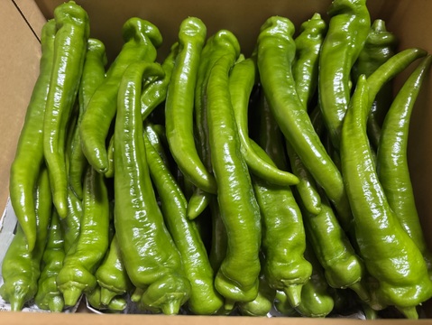 舞鶴特産品【万願寺とうがらし】超逸品　甘くて肉厚!! 農薬化学肥料不使用 １ｋｇ